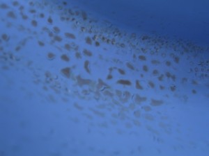 Micro blisters seen around a rear hatch gutter. The brown colour from the sludge has been carried by the  moisture into the blisters.